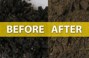 bioremediation