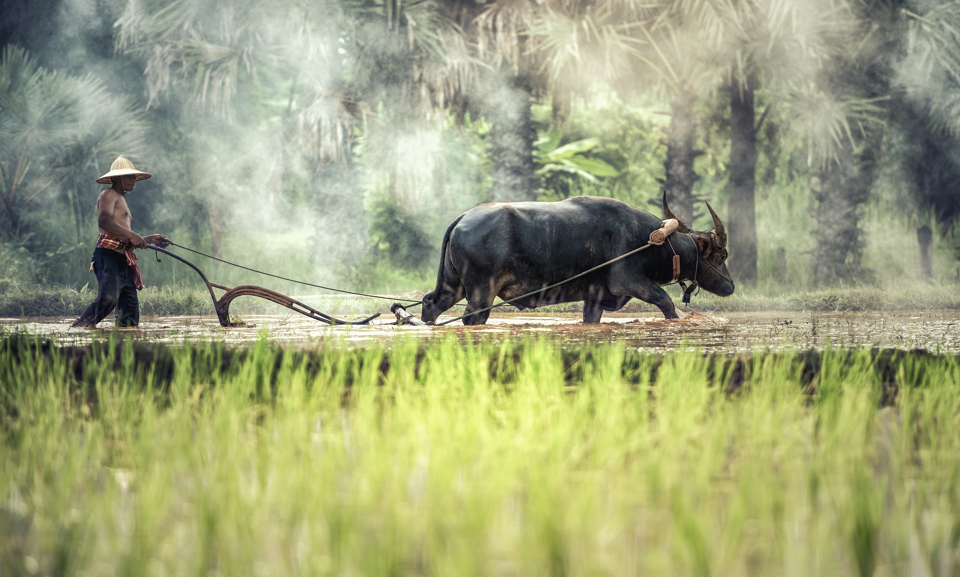 farmer plowing his rice paddy with an ox