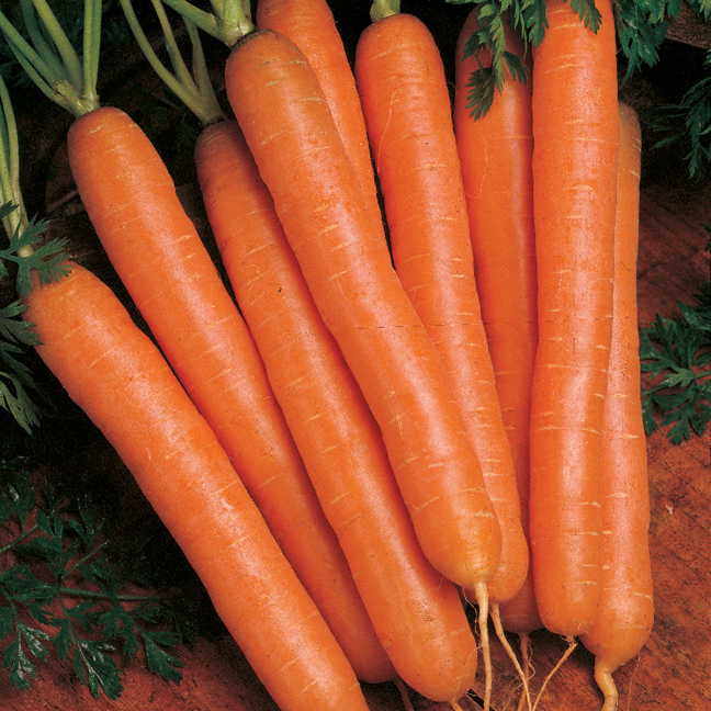 Carrots-Nantes-05741-pk-p1