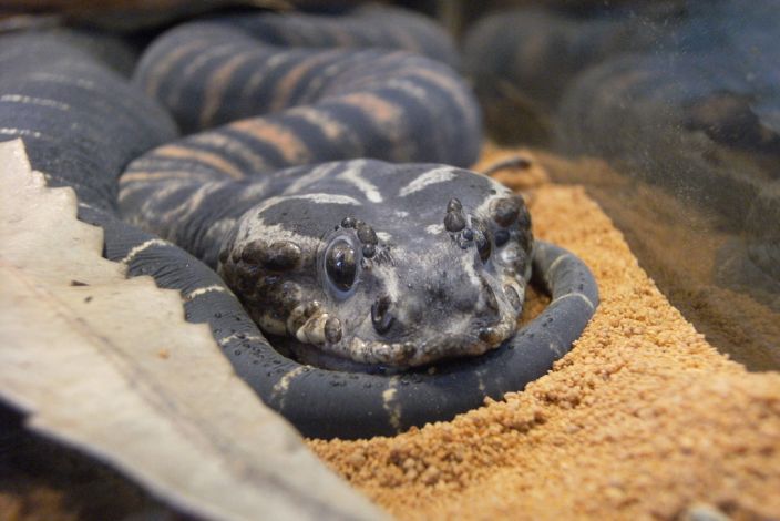 Death Adder (Loza Tarantula Tamer/Flickr)