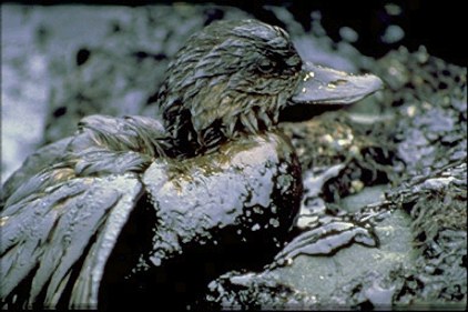 duck coated in oil after oil spill