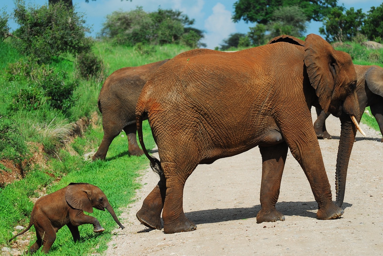 Elephants walking
