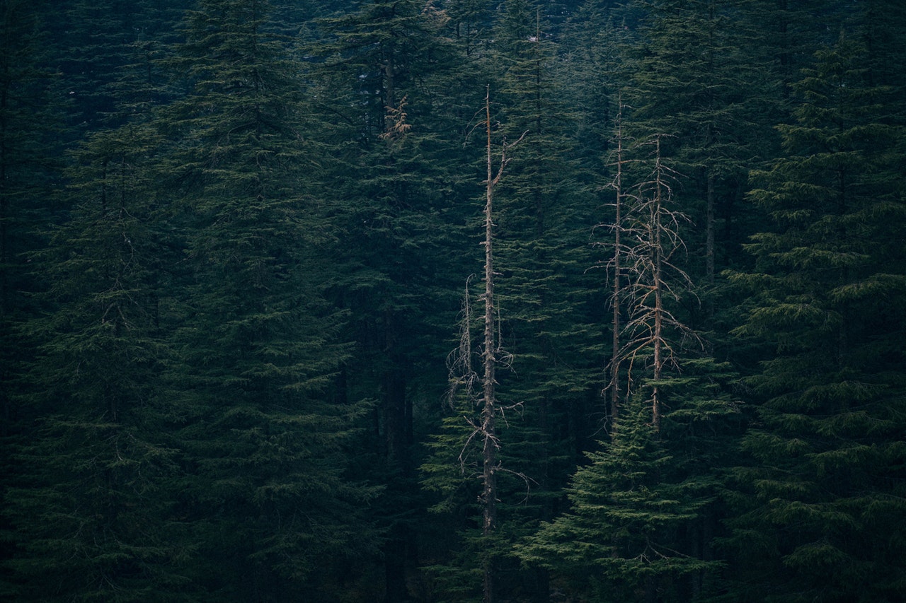 Green forest