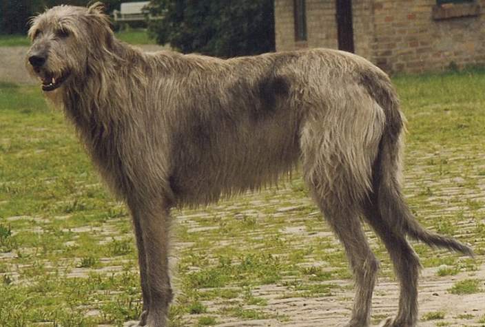 Irish Wolfhound in yard