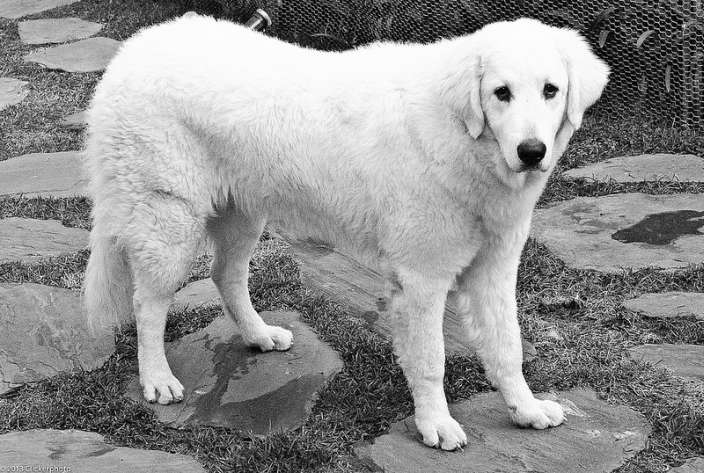 Kuvasz