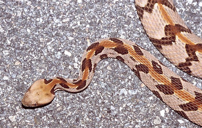 Rattlesnake (Tom Spinker/Flickr)