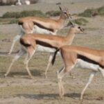 Three Thomson's gazelles in grasslands